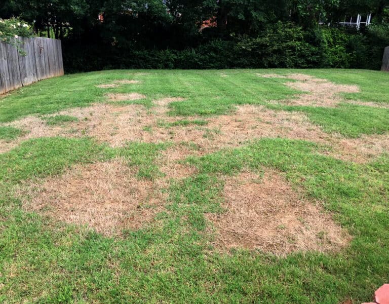 Lawn Tips & Tricks: Reviving Your Lawn After a Tough Drought