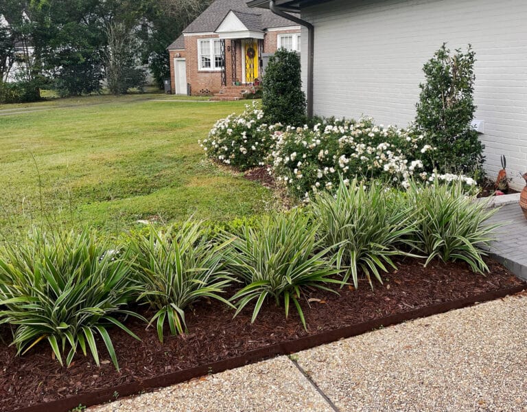 Lawn Tips & Tricks: Reviving Your Lawn After a Tough Drought